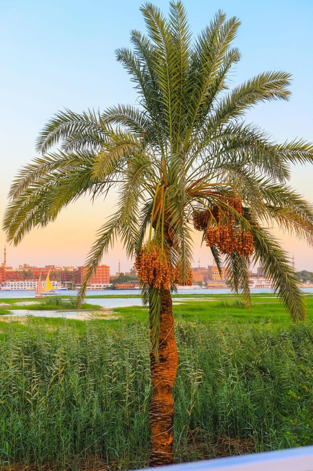 Royal Nile Villa - Pool View Apartment 1 Luxor Bagian luar foto